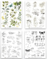 Preview: Garden Chronicles Essentials, Rub-On Transfer Set - Arden Creative Studio