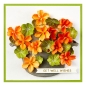 Preview: Nasturtium and Galvanized Wash Bucket, Stanze- Spellbinders