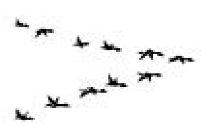 Ducks in Formation, Stempel - Stampscapes