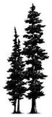 Fir Tree, Stempel - Stampscapes