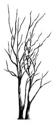 Leafless Limbs Lg, Stempel - Stampscapes