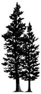 Spruce Tree, Stempel - Stampscapes